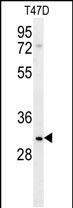 LRRC52