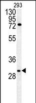 CLDN12 (N-term)