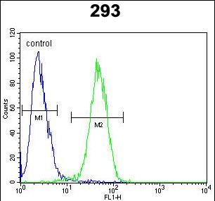 Rabbit Polyclonal Antibody to CLDN12 (N-term)