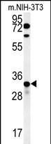 Rabbit Polyclonal Antibody to KCTD15