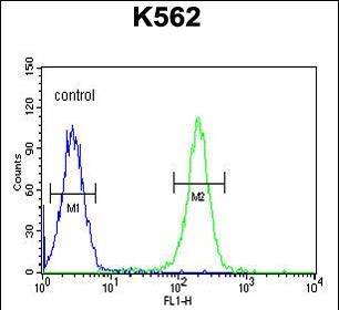 Rabbit Polyclonal Antibody to PAX1