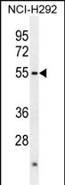 ACTL7A (N-term)