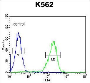 Rabbit Polyclonal Antibody to CLIC6