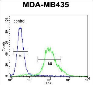 Rabbit Polyclonal Antibody to ZNF98  (C-term)