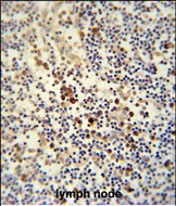Rabbit Polyclonal Antibody to LY6G6C