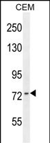 ZNF493