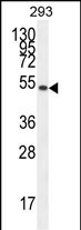 IGSF5 (N-term)