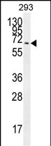 CCDC37 (N-term)