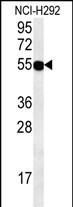 ZNF492