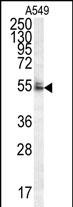 WDR32 (N-term)