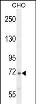 C2 (N-term)