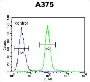 Rabbit Polyclonal Antibody to ACF