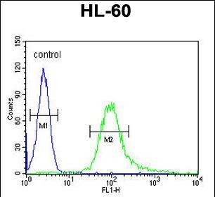 Rabbit Polyclonal Antibody to B3GNT4