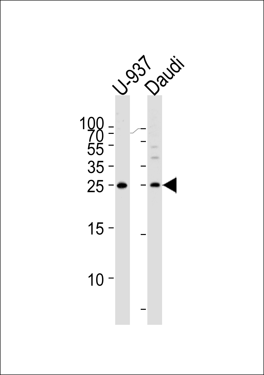 CD37