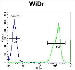 Rabbit Polyclonal Antibody to RT4I1  (C-term)