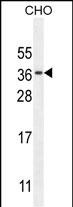Rabbit Polyclonal Antibody to CK073  (N-term)
