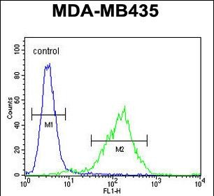 Rabbit Polyclonal Antibody to CK073  (N-term)