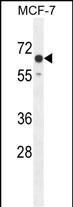CO027  (C-term)