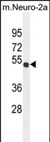 Rabbit Polyclonal Antibody to CO027  (C-term)