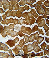 Rabbit Polyclonal Antibody to ORML2