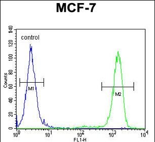 Rabbit Polyclonal Antibody to EFHB (N-term)