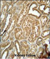 Rabbit Polyclonal Antibody to EFHB (N-term)