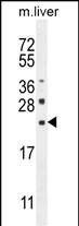 CLEC2L (N-term)