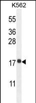 RPL27A
