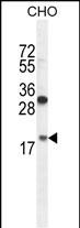 Rabbit Polyclonal Antibody to RPL27A