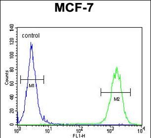 Rabbit Polyclonal Antibody to CTDSPL2 (N-term)