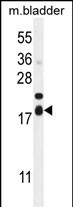 F162A