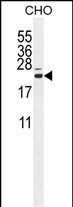 CP013  (N-term)