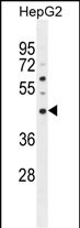 SATL1