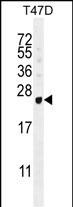 GAGE12B (N-term)