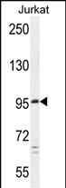 C6orf138