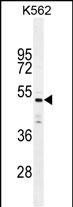 C9orf167 (N-term)