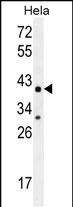 CYC1