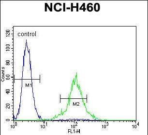 Rabbit Polyclonal Antibody to TMEM100