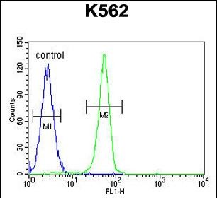 Rabbit Polyclonal Antibody to PLEKHA4 (N-term)