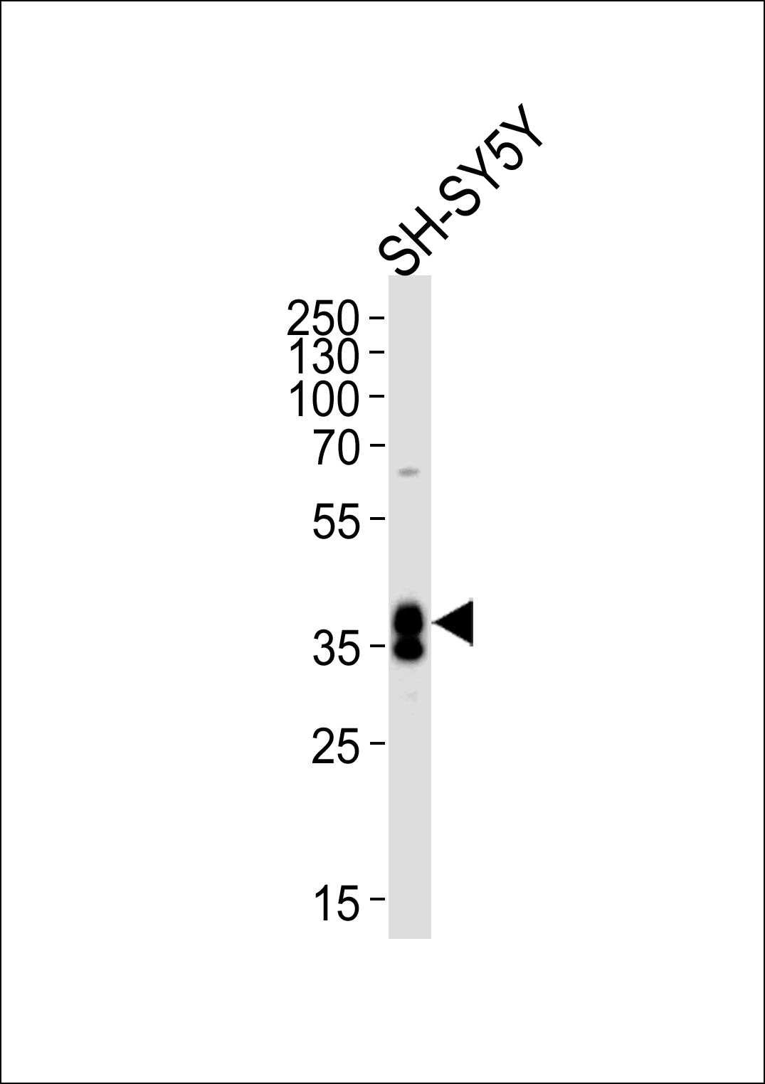 MSI1 (N-term)