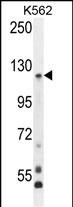 PCDHGA8