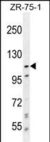 PCDHA8