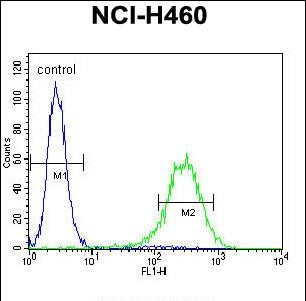 Rabbit Polyclonal Antibody to ENPEP