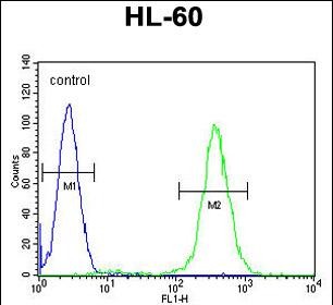 Rabbit Polyclonal Antibody to RINL (N-term)