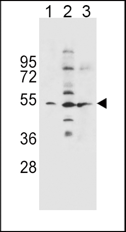 SLC36A1 (N-term)