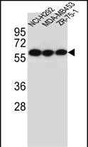 CHRNA10