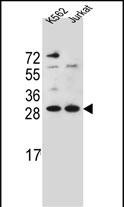 HMG1L10 (N-term)