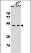 WDR86