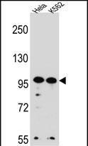 WDR3 (N-term)
