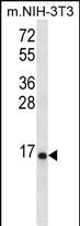 RPL23